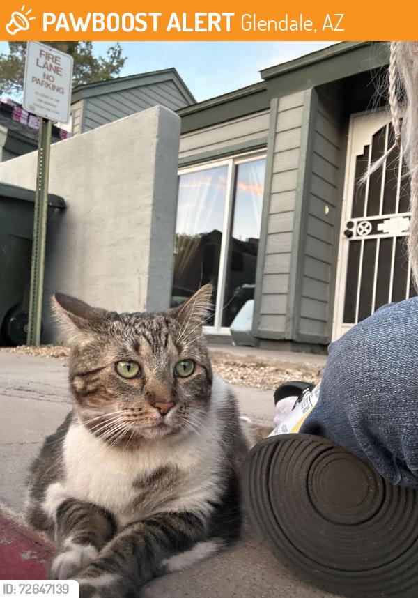 Found/Stray Female Cat last seen 49th Ave in the Pines , Glendale, AZ 85306