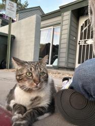 Found/Stray Female Cat last seen 49th Ave in the Pines , Glendale, AZ 85306