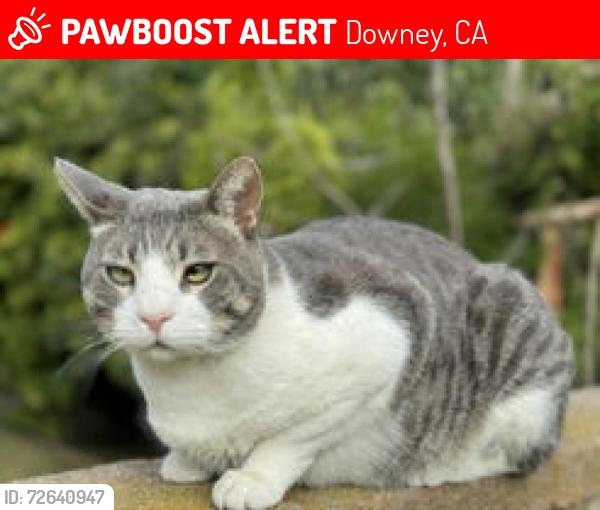 Lost Male Cat last seen Smallwood Ave btwn Cole & Melva, Downey, CA 90242