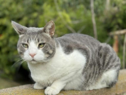 Lost Male Cat last seen Smallwood Ave btwn Cole & Melva, Downey, CA 90242