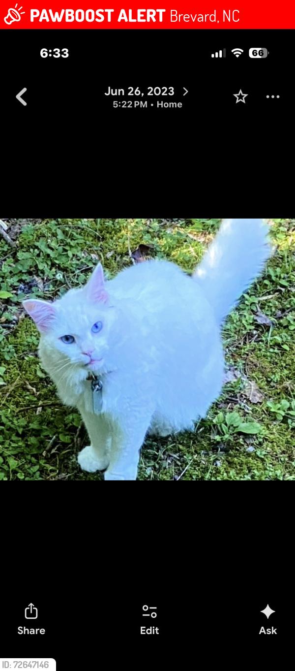 Lost Male Cat last seen Silvermont Wilson Road, Brevard, NC 28712