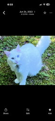Lost Male Cat last seen Silvermont Wilson Road, Brevard, NC 28712