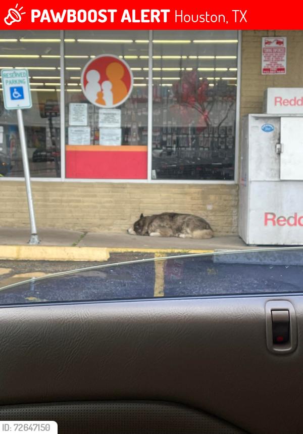 Lost Unknown Dog last seen Near telephone 3, Houston, TX 77087