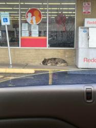 Lost Unknown Dog last seen Near telephone 3, Houston, TX 77087