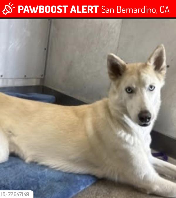 Lost Female Dog last seen Highland , San Bernardino, CA 92404