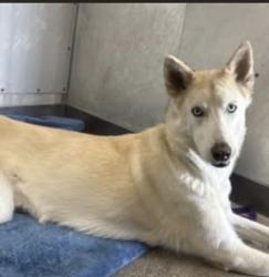 Lost Female Dog last seen Highland , San Bernardino, CA 92404