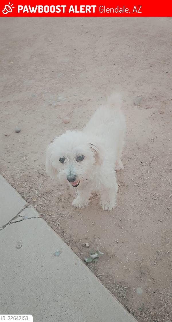 Lost Female Dog last seen 67th Ave and Mary Jane lane , Glendale, AZ 85306
