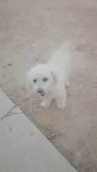 Lost Female Dog last seen 67th Ave and Mary Jane lane , Glendale, AZ 85306