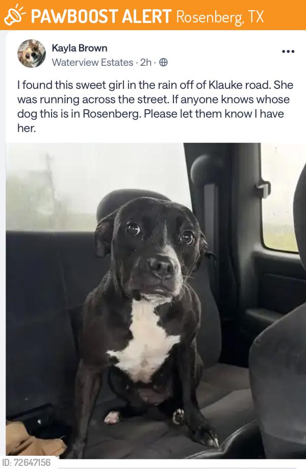 Found/Stray Female Dog last seen Klauke road, Rosenberg, TX 77471