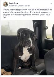 Found/Stray Female Dog last seen Klauke road, Rosenberg, TX 77471