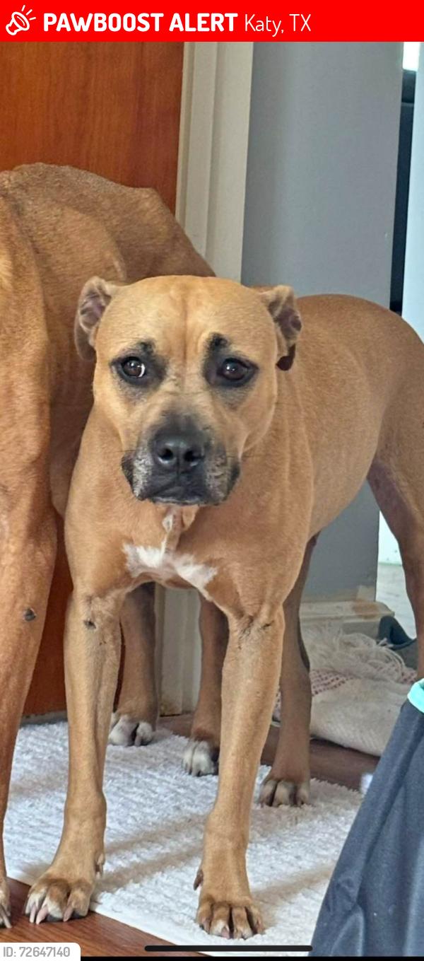 Lost Female Dog last seen Tru by Hilton Katy Houston West, Katy, TX 77494
