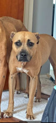 Lost Female Dog last seen Tru by Hilton Katy Houston West, Katy, TX 77494