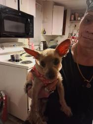 Found/Stray Male Dog last seen May drive&Dupont , Nashville, TN 37115