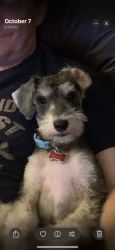 Lost Male Dog last seen Hinsdale & Lincoln, Arlington, TX 76006