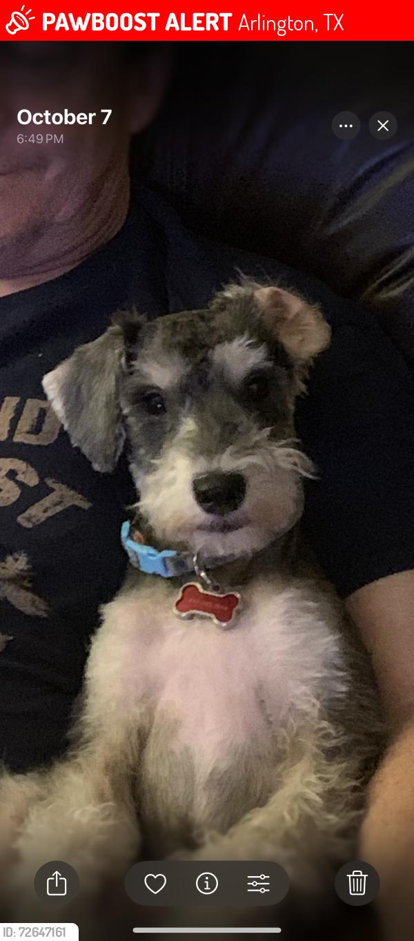 Lost Male Dog last seen Hinsdale & Lincoln, Arlington, TX 76006