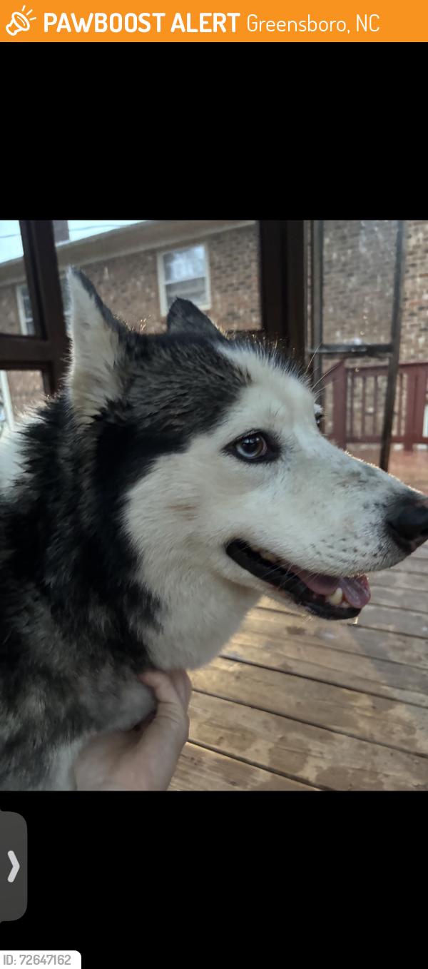 Found/Stray Male Dog last seen Oberlin street , Greensboro, NC 27405