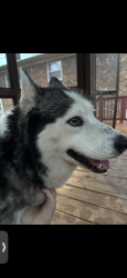 Found/Stray Male Dog last seen Oberlin street , Greensboro, NC 27405