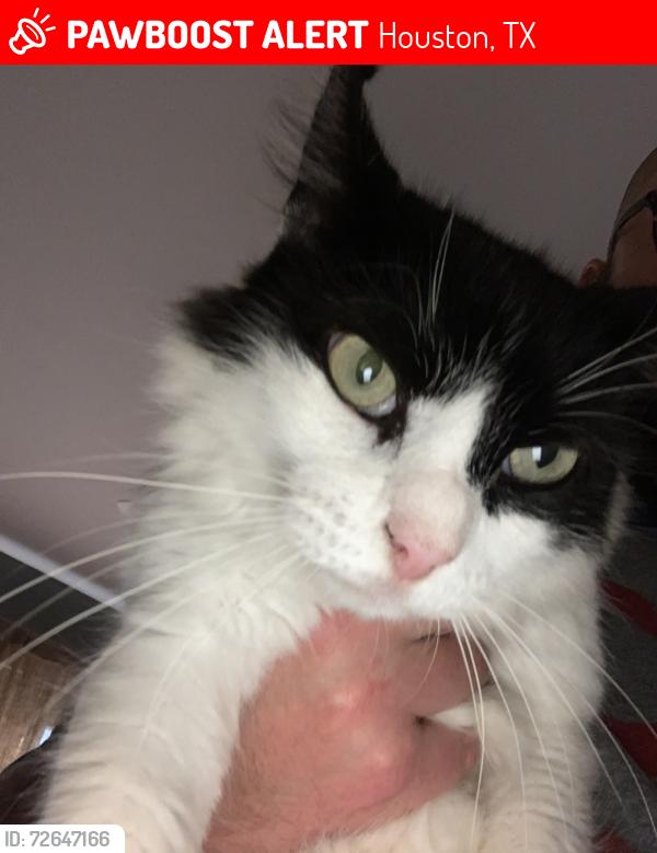 Lost Male Cat last seen Lynbrook hollow st and briar hill Dr , Houston, TX 77042