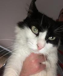 Lost Male Cat last seen Lynbrook hollow st and briar hill Dr , Houston, TX 77042