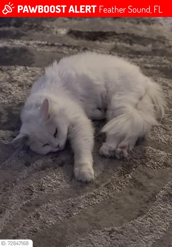 Lost Male Cat last seen Feathersound neighborhood , Feather Sound, FL 33762