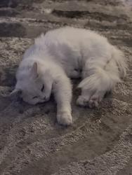 Lost Male Cat last seen Feathersound neighborhood , Feather Sound, FL 33762