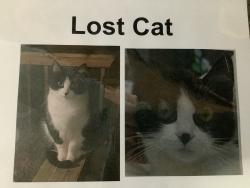 Lost Female Cat last seen 179th and mainstreet, Monroe, WA 98272