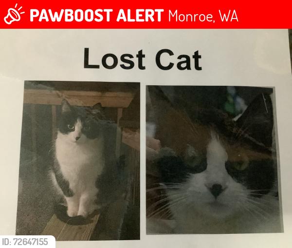 Lost Female Cat last seen 179th and mainstreet, Monroe, WA 98272