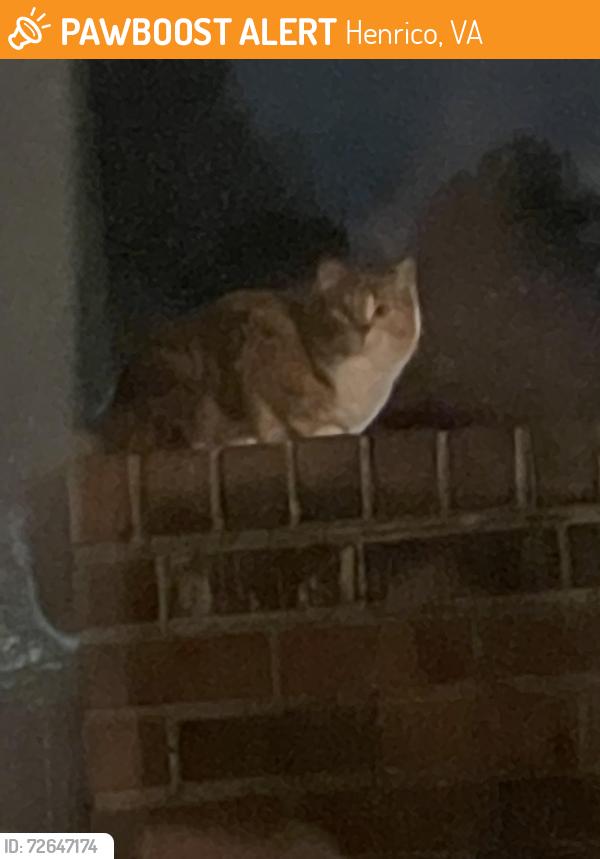 Found/Stray Unknown Cat last seen Parham and Starling, Henrico, VA 23229