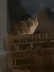 Found/Stray Unknown Cat last seen Parham and Starling, Henrico, VA 23229