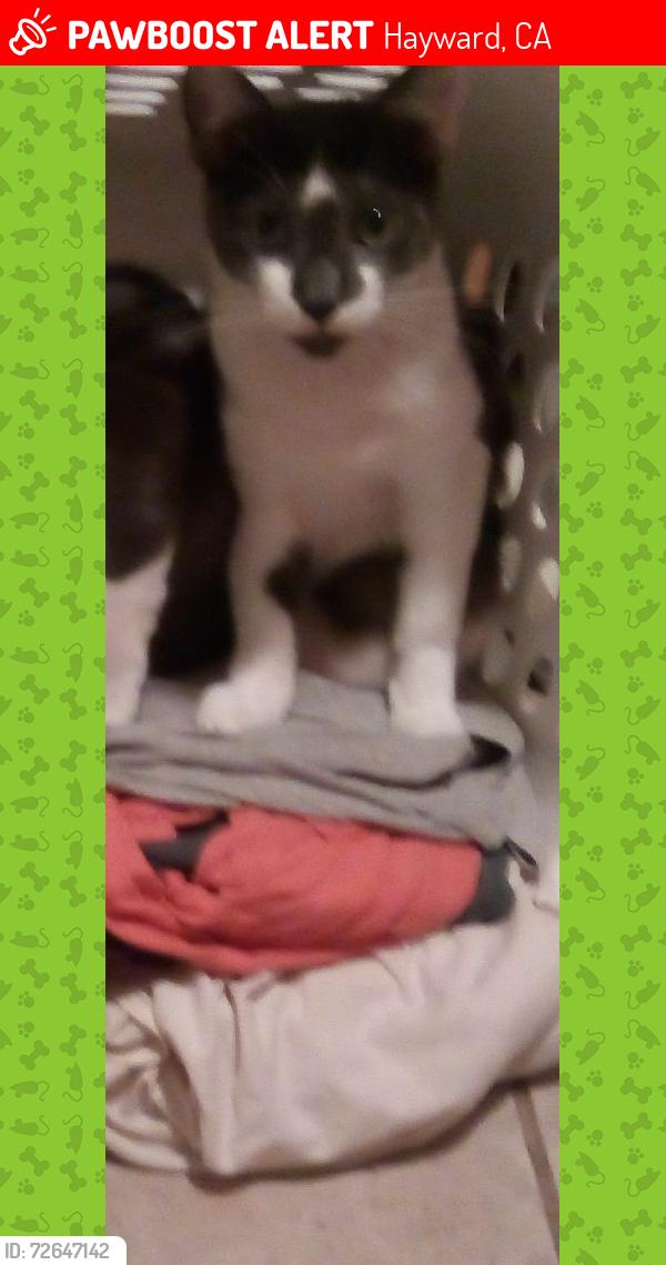 Lost Male Cat last seen Cherryland elementary school , Hayward, CA 94541