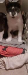 Lost Male Cat last seen Cherryland elementary school , Hayward, CA 94541
