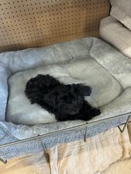 Lost Male Dog last seen the stores , Melrose Park, IL 60160