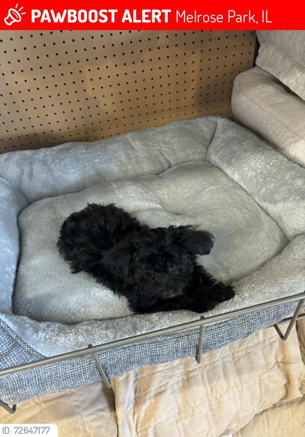 Lost Male Dog last seen the stores , Melrose Park, IL 60160