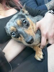 Found/Stray Female Dog last seen Windmill, Las Vegas, NV 89123