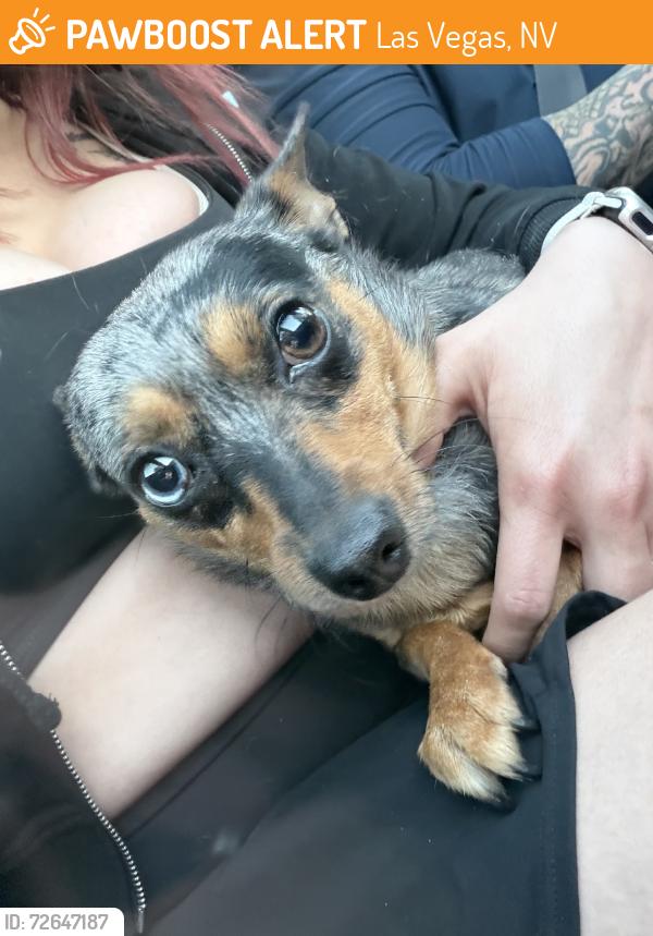 Found/Stray Female Dog last seen Windmill, Las Vegas, NV 89123
