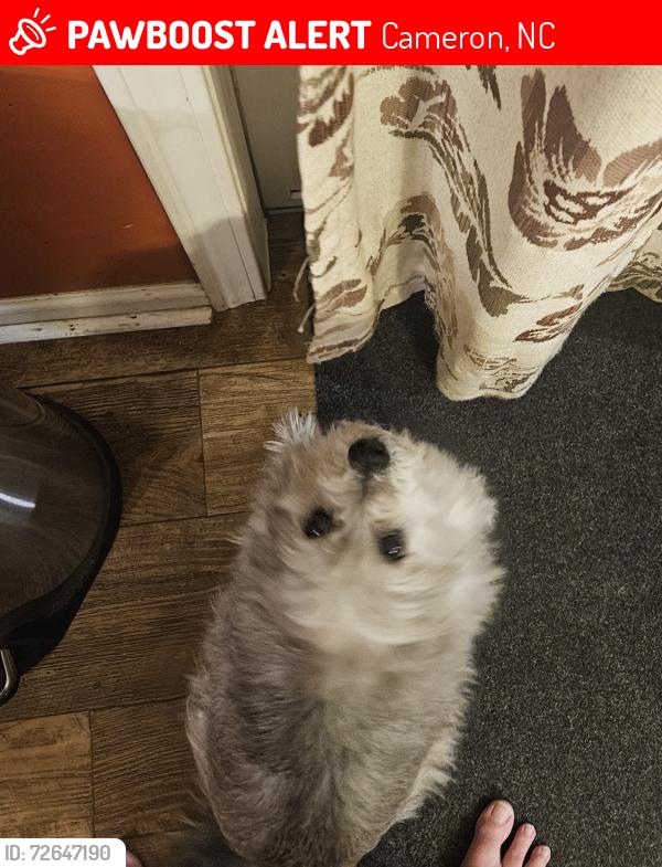 Lost Male Dog last seen County Line rd area of Cameron, Cameron, NC 28326