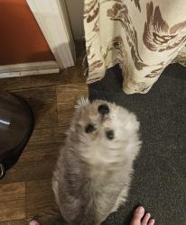 Lost Male Dog last seen County Line rd area of Cameron, Cameron, NC 28326