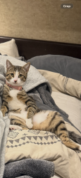 Lost Female Cat last seen Camp fimfo Waco - chickadee lane and lake shore dr, Waco, TX 76708