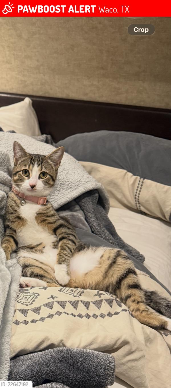 Lost Female Cat last seen Camp fimfo Waco - chickadee lane and lake shore dr, Waco, TX 76708