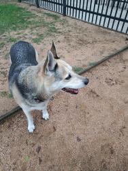 Found/Stray Male Dog last seen Lent Dog park Cypress station, Houston, TX 77014