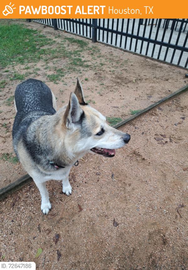 Found/Stray Male Dog last seen Lent Dog park Cypress station, Houston, TX 77014