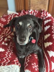 Lost Male Dog last seen Kate Sessions Park, San Diego, CA 92109