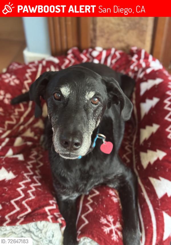 Lost Male Dog last seen Kate Sessions Park, San Diego, CA 92109