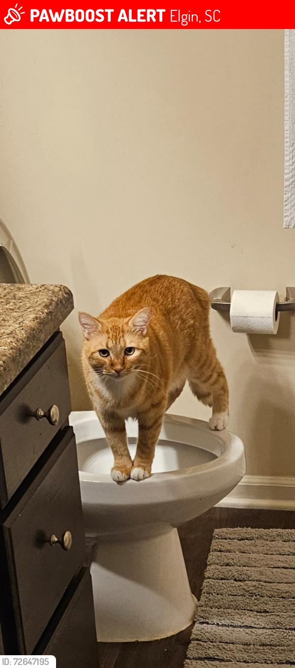 Lost Male Cat last seen Spears Creek Church Road, Elgin, SC 29045
