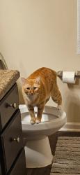 Lost Male Cat last seen Spears Creek Church Road, Elgin, SC 29045