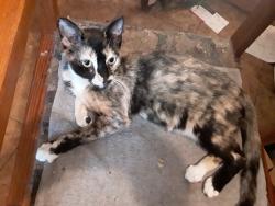 Lost Female Cat last seen Cliffwood Rd/Echoeay Rd, Meadowbrook, VA 23234
