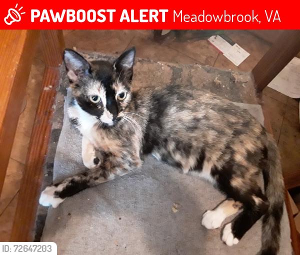 Lost Female Cat last seen Cliffwood Rd/Echoeay Rd, Meadowbrook, VA 23234