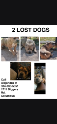 Lost Male Dog last seen Whitesville rd, Columbus, GA 31904