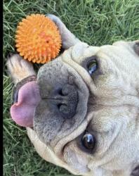 Lost Male Dog last seen East Harvard and Sierra Vista Fresno , Fresno, CA 93703