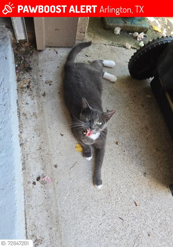 Lost Female Cat last seen Beckett Dr, Arlington, TX 76017